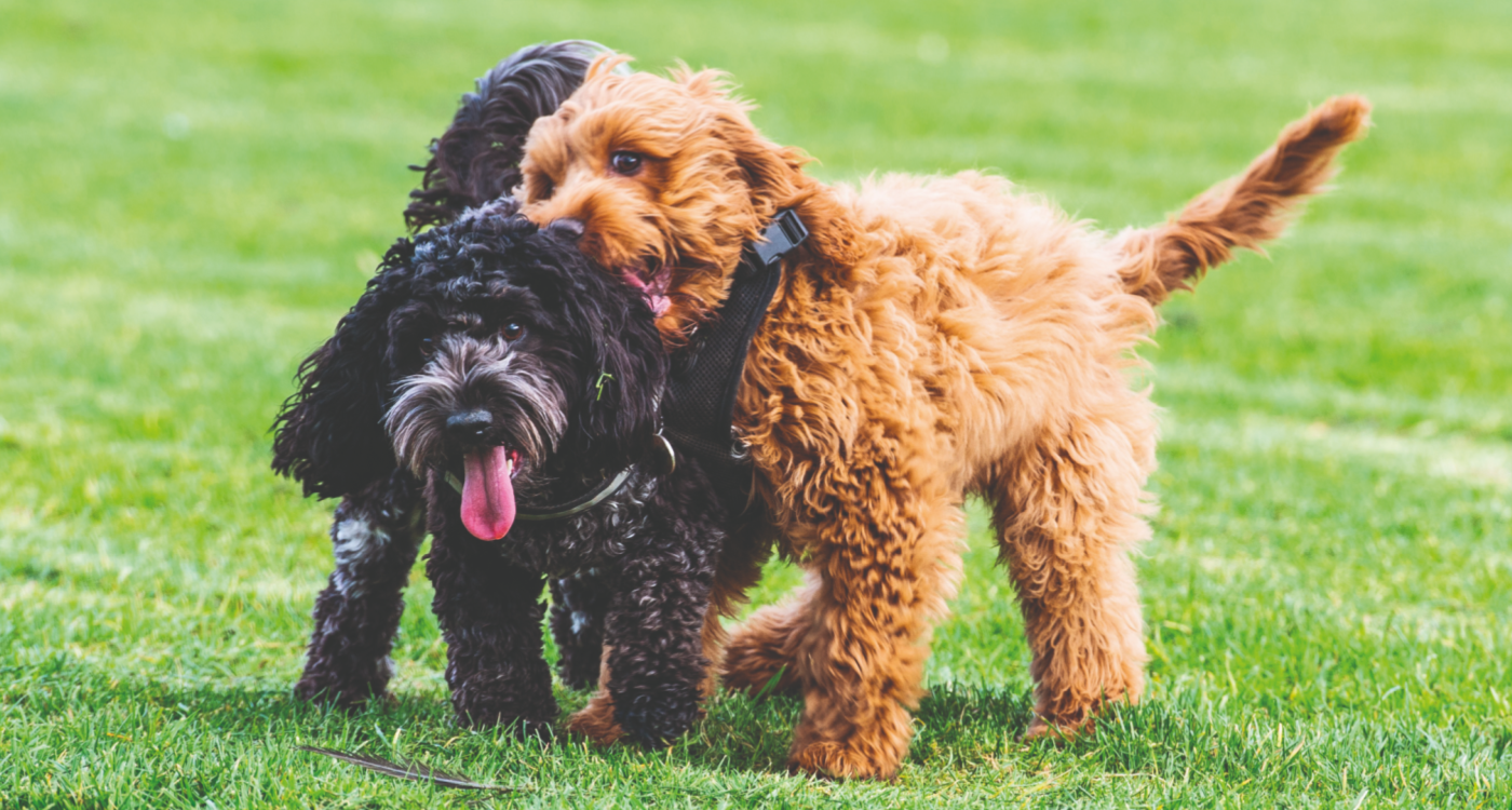 Loughborough College Therapy Dogs